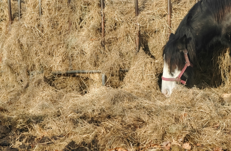 8127277-horse-and-hay