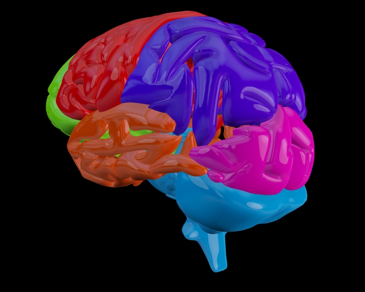 hjärna med färger